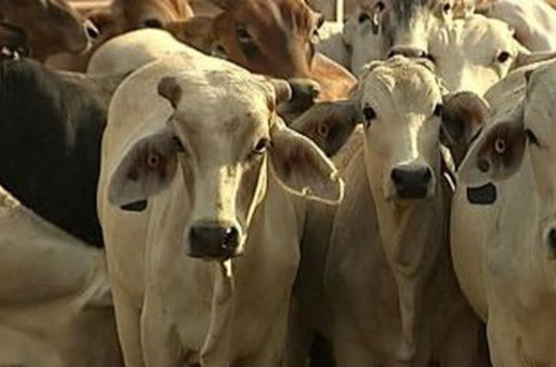 เวียดนามคือจุดหมายปลายทางของผู้ส่งออกปศุสัตว์ออสเตรเลีย